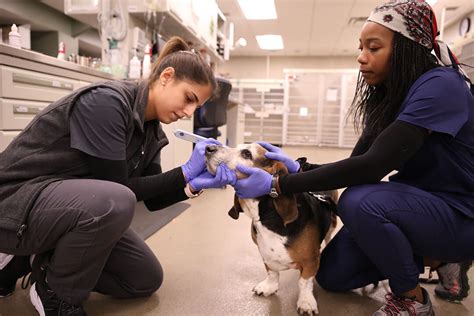 Emergency Vet Services in Westside Atlanta, GA .
